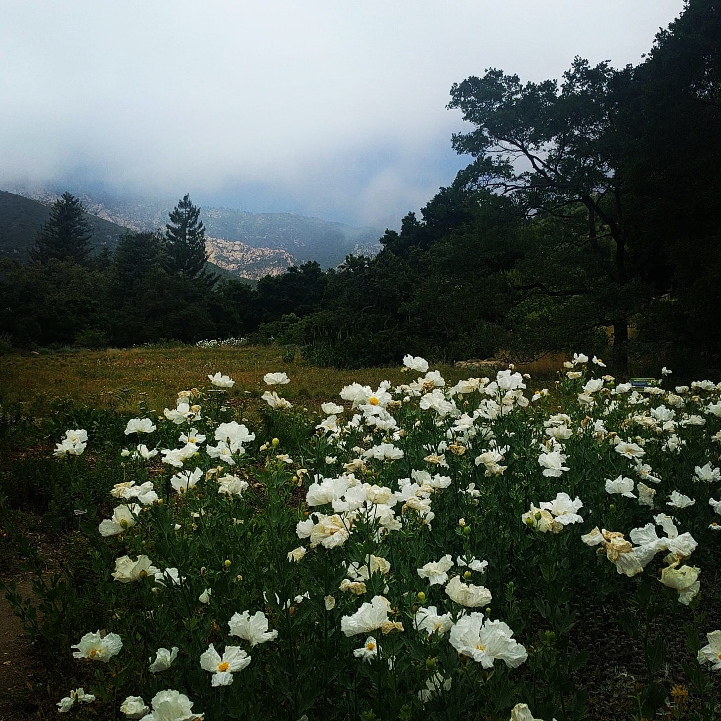 White poppies in front of some forest and mountains. The sky is cloudy
